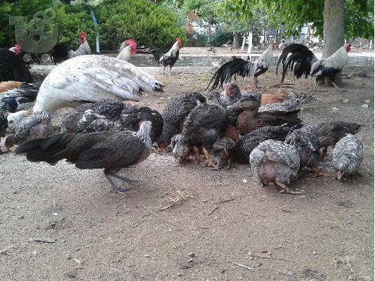 PoulaTo: πωλουνται κοτες φοινικες κ πλιμουθ ροκ,αγριοπαπιες κ αγριοχηνες